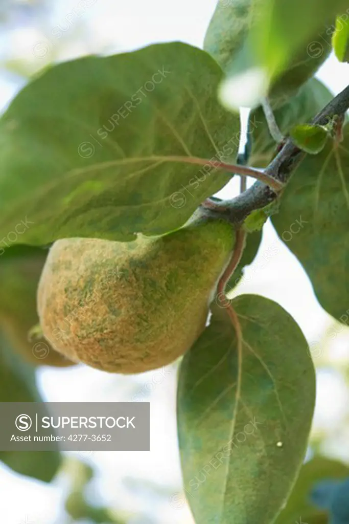 Quince on a branch, close-up
