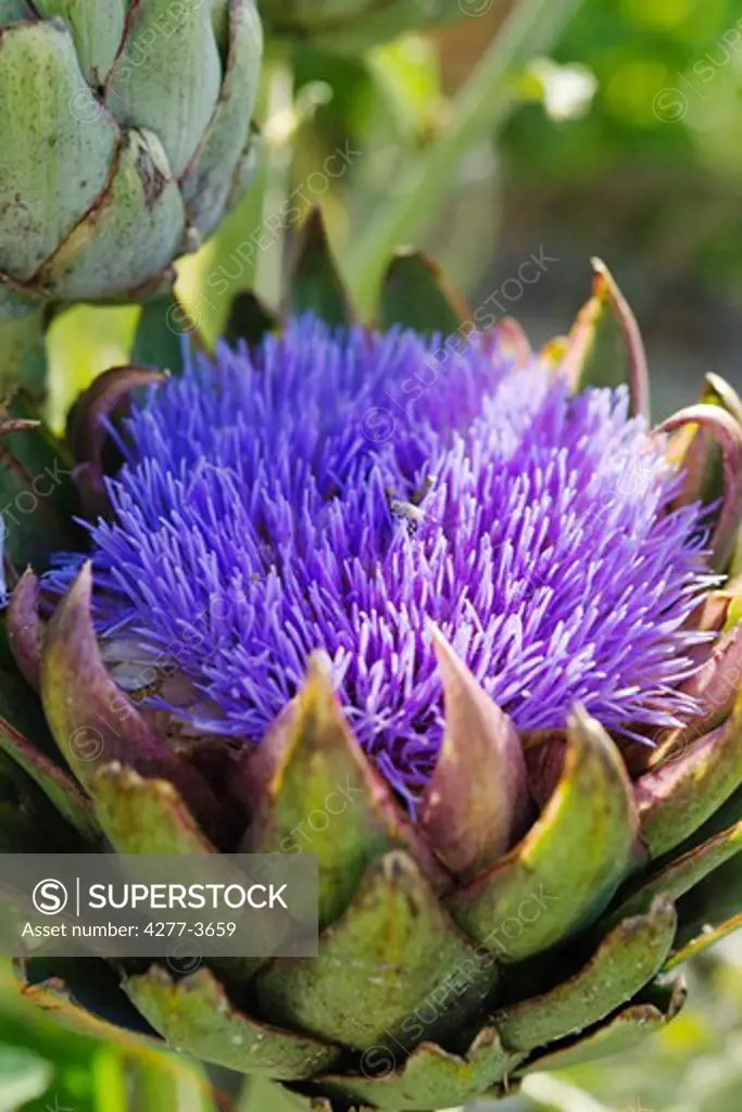 Artichoke flower, closeup