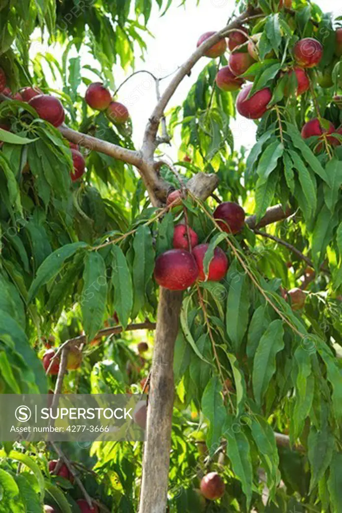 Nectarine in an orchard before harvest