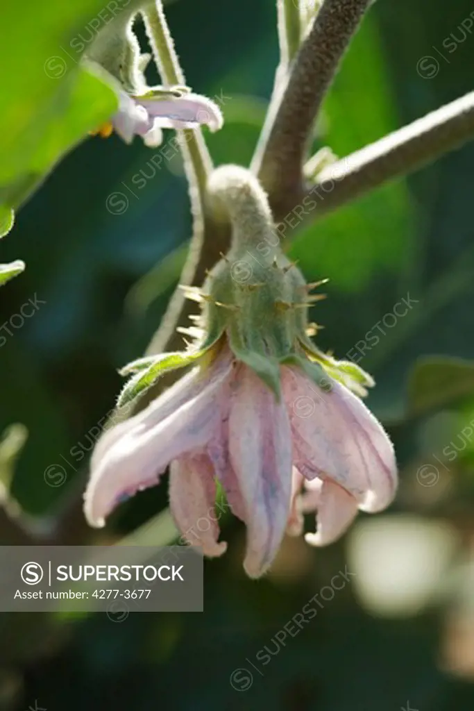 Plant eggplant in a vegetable garden, close-up