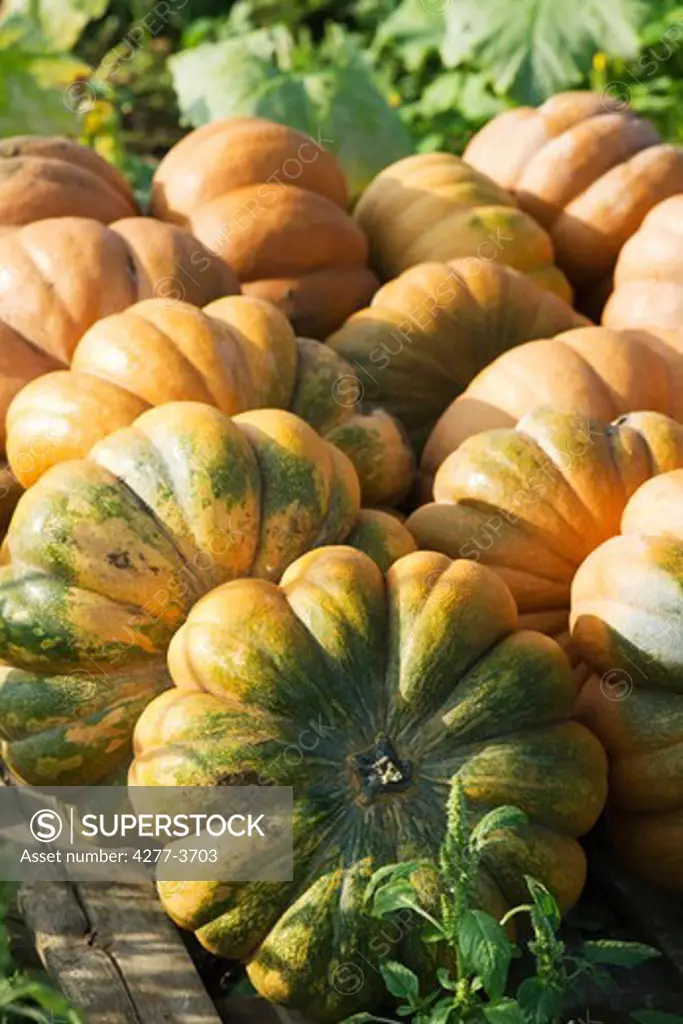 Pumpkin cultivation