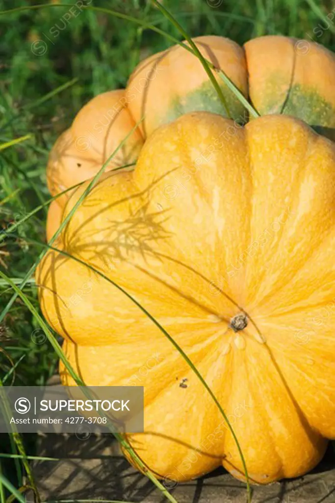 Pumpkin cultivation