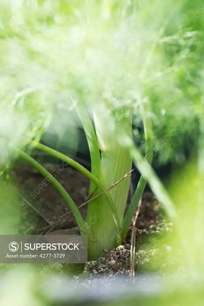 Seedling fennel