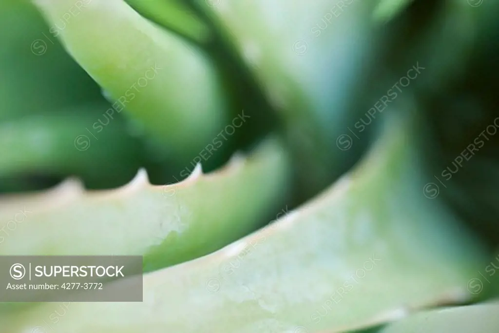 Aloe vera close up