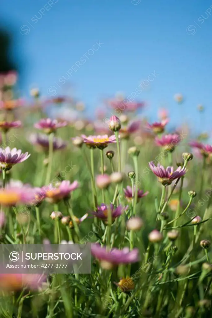 Pink daisies in flower fields