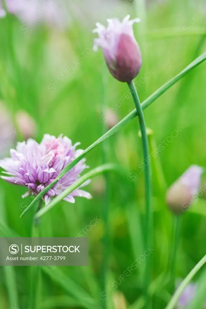 Chive flowers