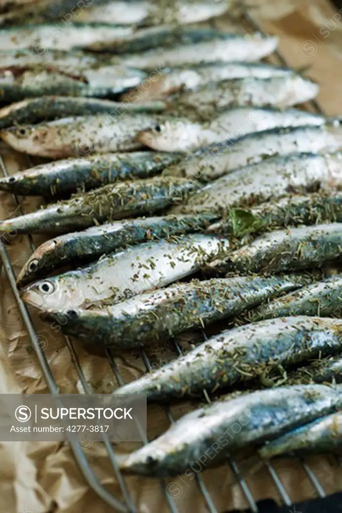 Sardines on grill with spices and herbs