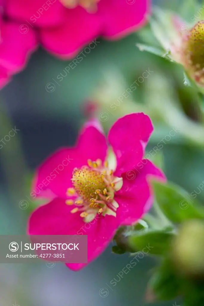 Strawberry with pink flowers