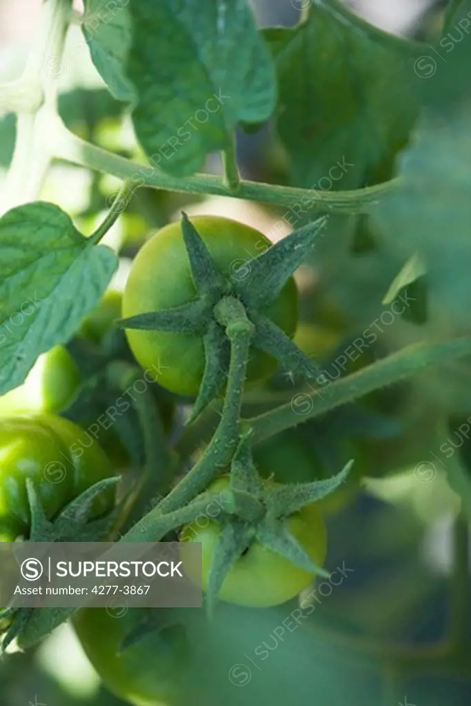 Green tomatoes on feet