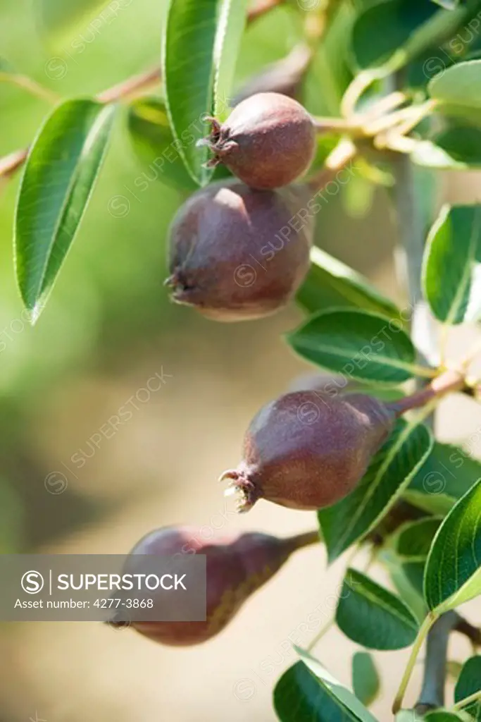Small pears on their branch of pear