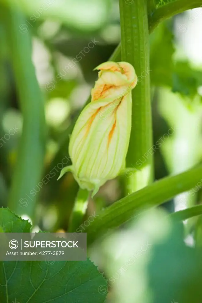 Plants zucchini flowers