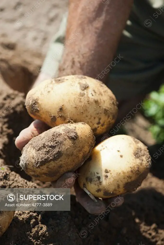 Planting and harvesting potatoes