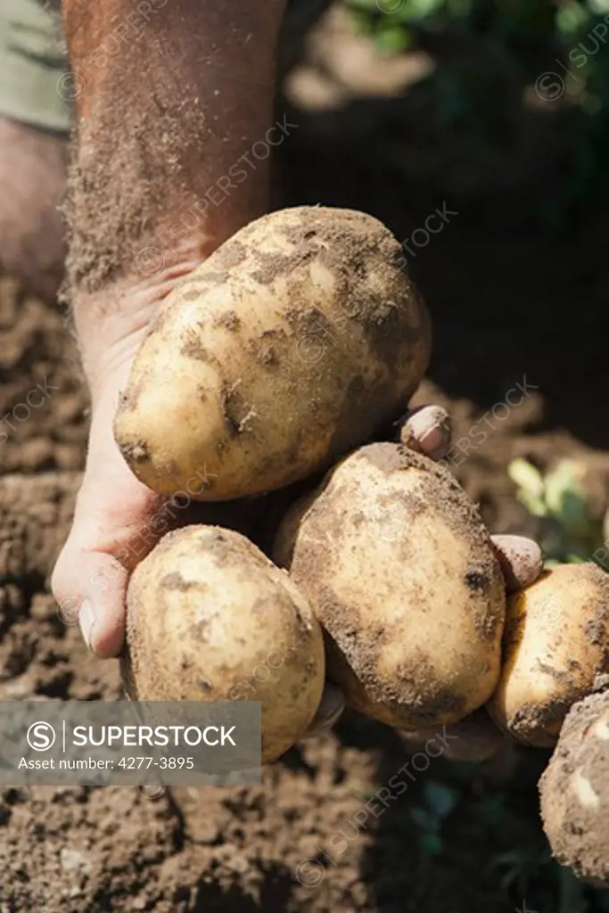 Planting and harvesting potatoes