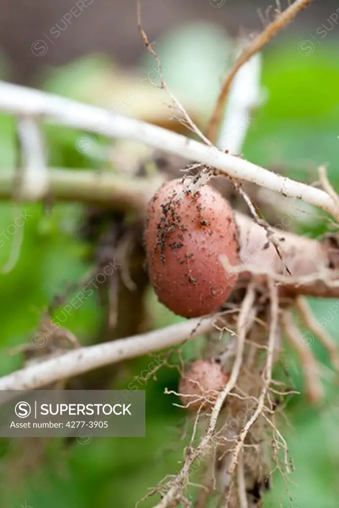 Potato out of the ground, harvest