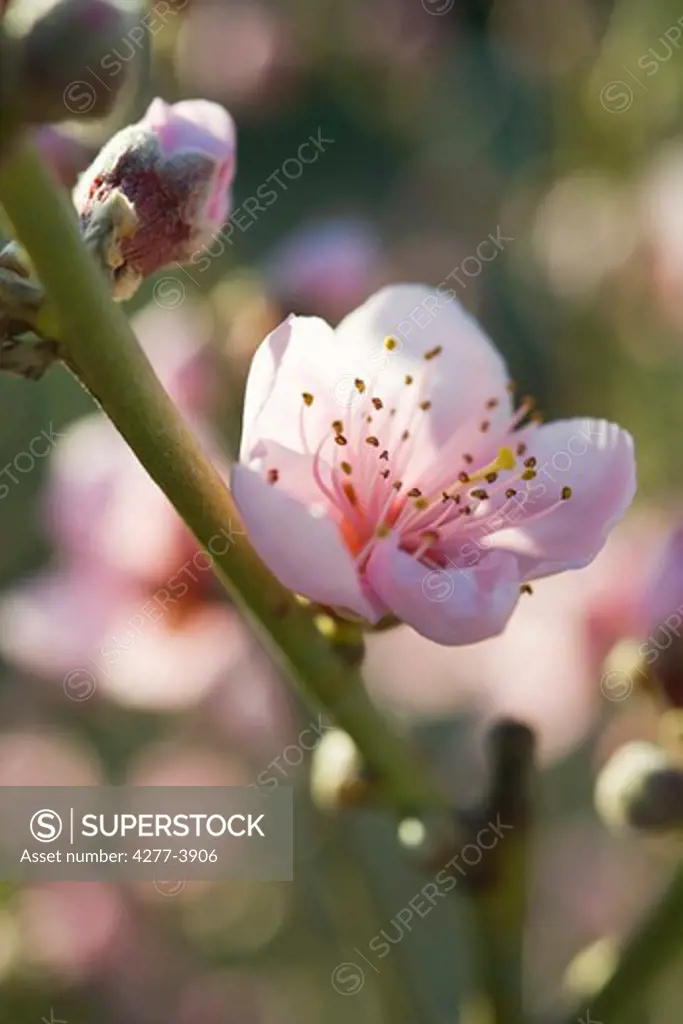 Branches of apple blossoms