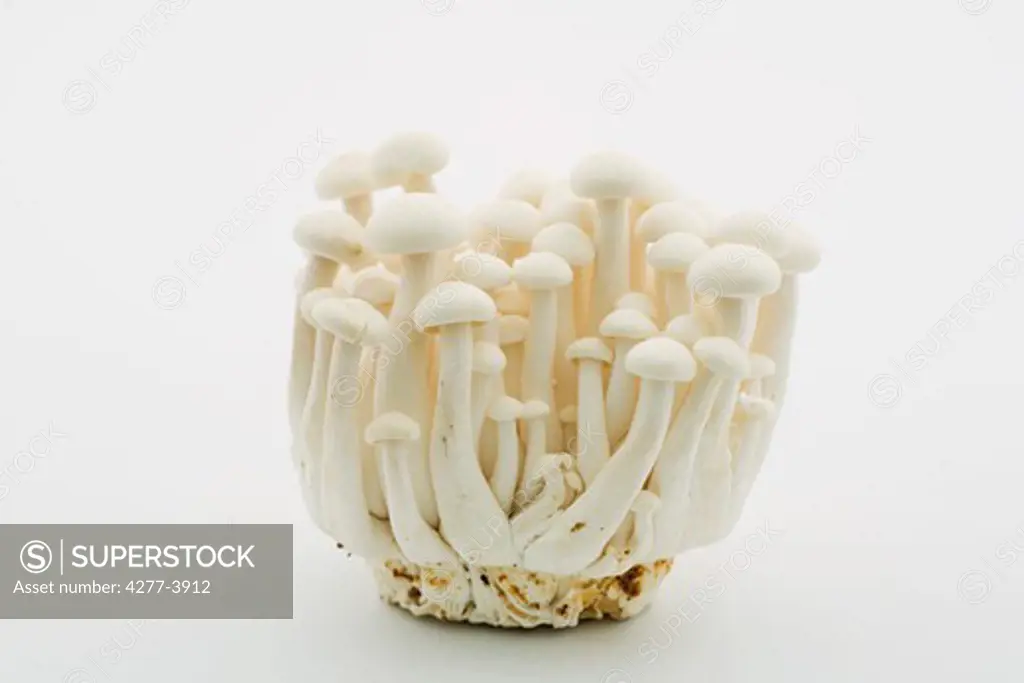 Enoki mushroom boot