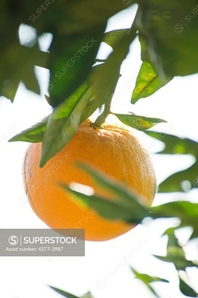 Orange on the branch