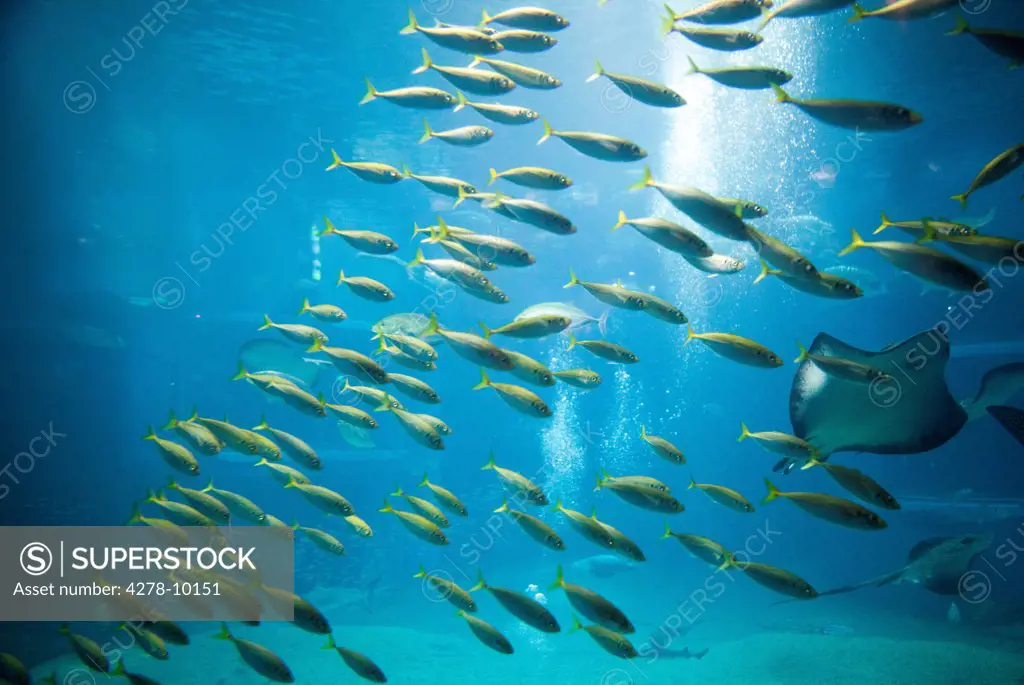 Shoal of Yellow Fish Swimming with Stingrays