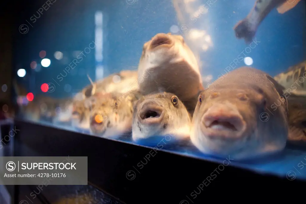 Fish Tank with Puffer Fish