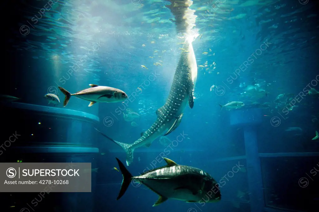 Whale Shark and Fish Swimming in Aquarium Tank