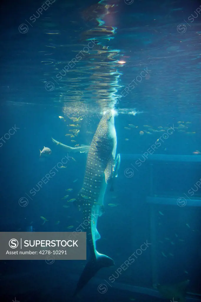 Whale Shark in Aquarium Tank