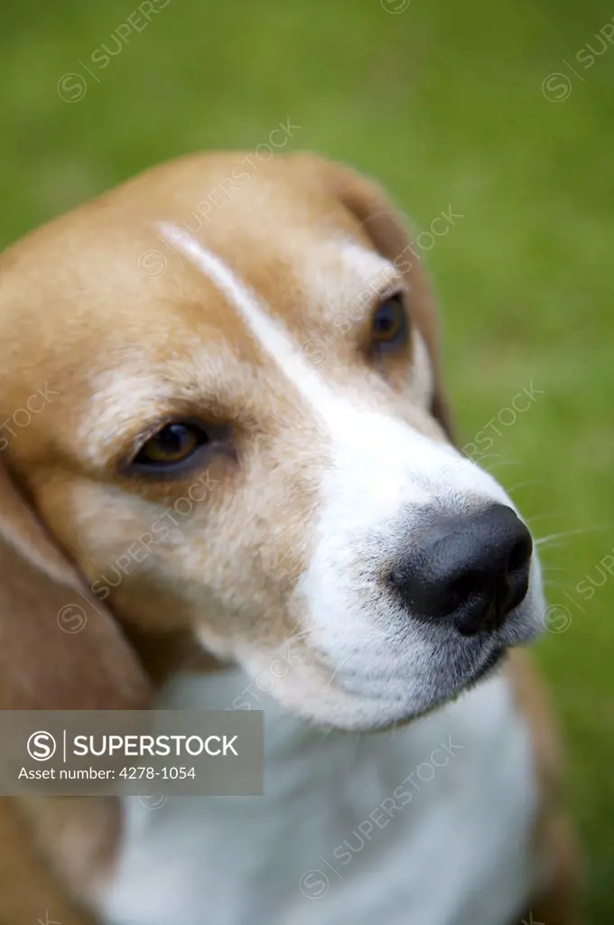 Close up of tricolor Beagle  hound dog