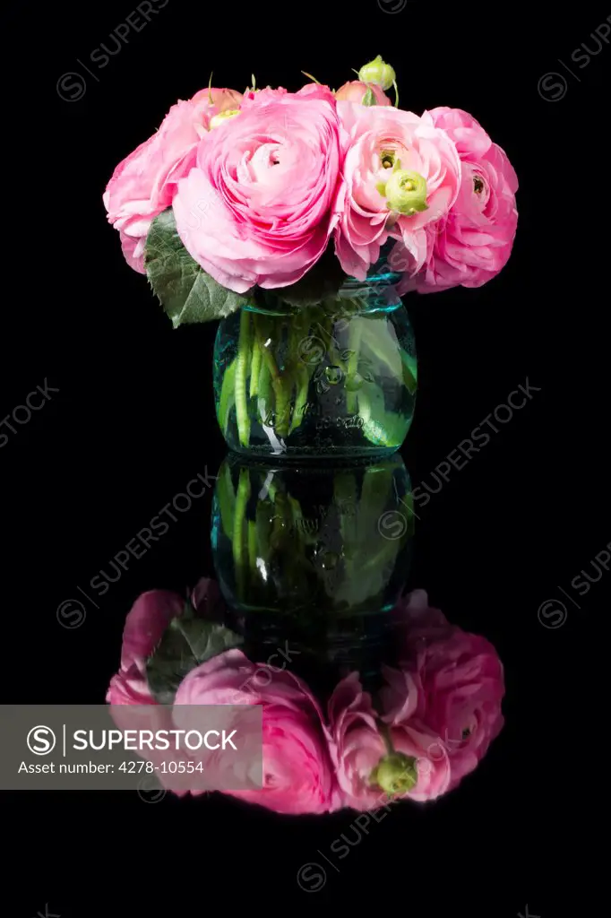 Bouquet of Pink Persian Buttercup Flowers in a Glass Vase