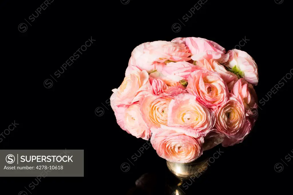 Close up of Bouquet of Pink Persian Buttercup Flowers