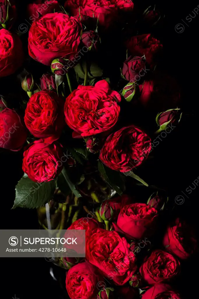 Close up of Red Roses