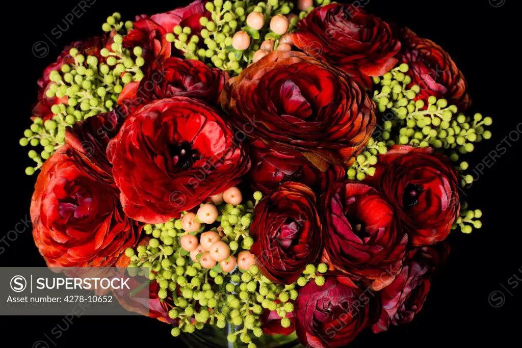 Close up of Red Persian Buttercup Flowers and Hypericum Berries