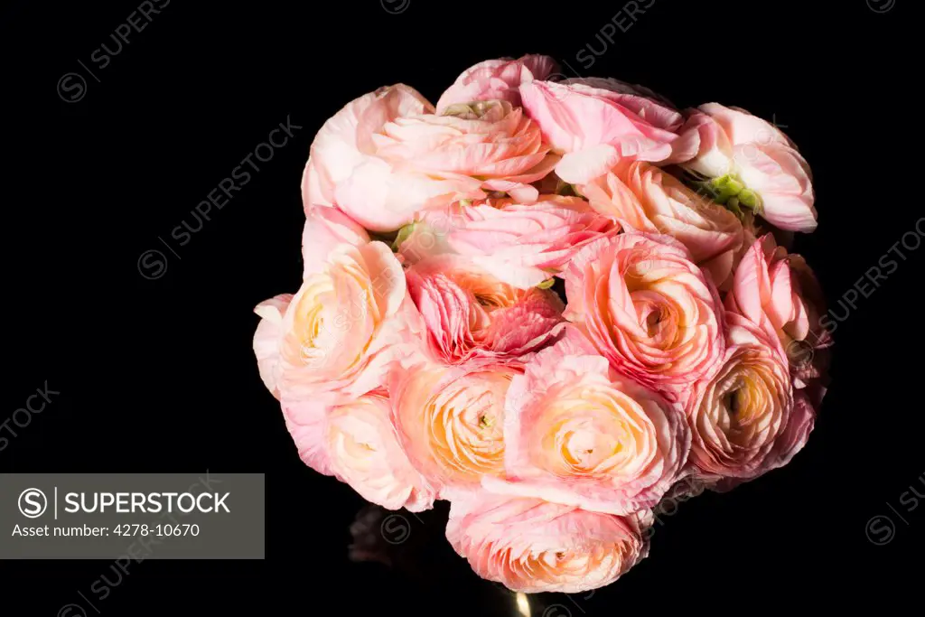 Close up of Bouquet of Pink Persian Buttercup Flowers