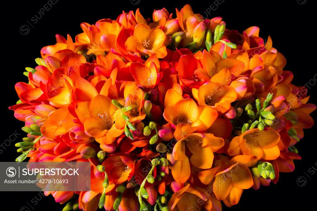 Close up of Orange Freesias Bouquet