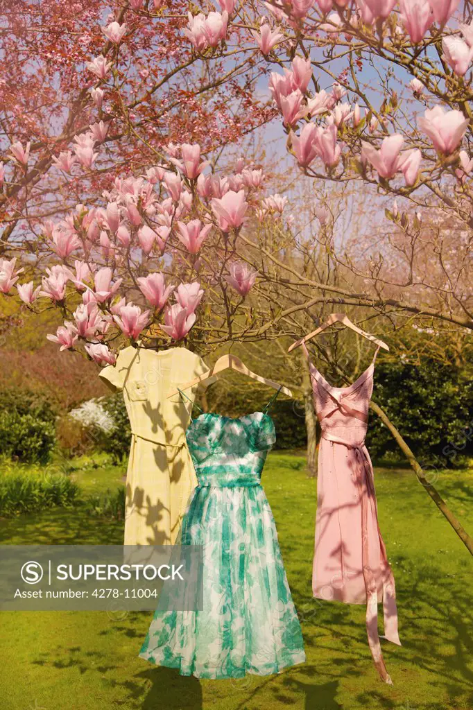 Dresses Hanging from Magnolia Tree