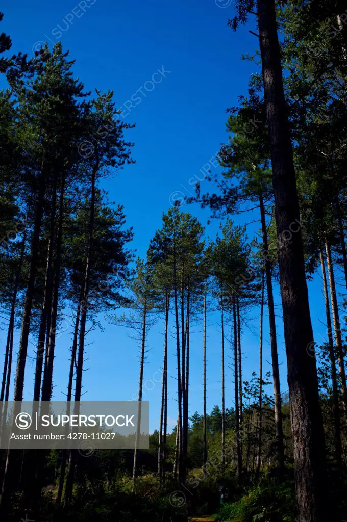 Pine Trees against Blue Sky