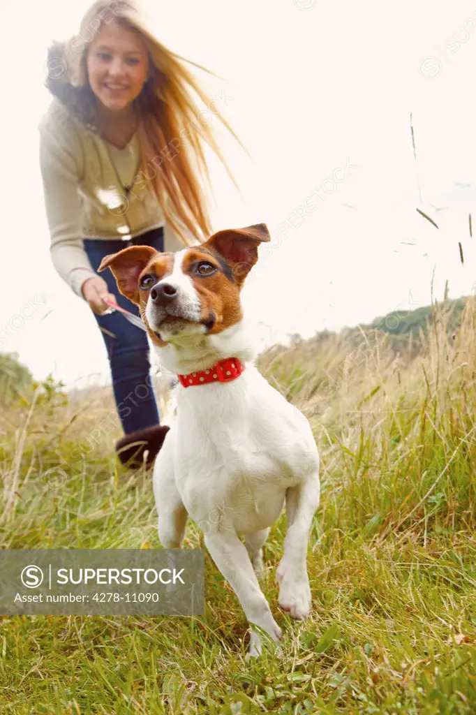 Jack Russell Dog with Young Woman in Background