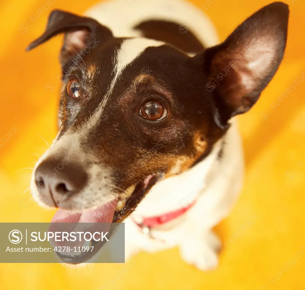 Close up Portrait of Jack Russell Terrier