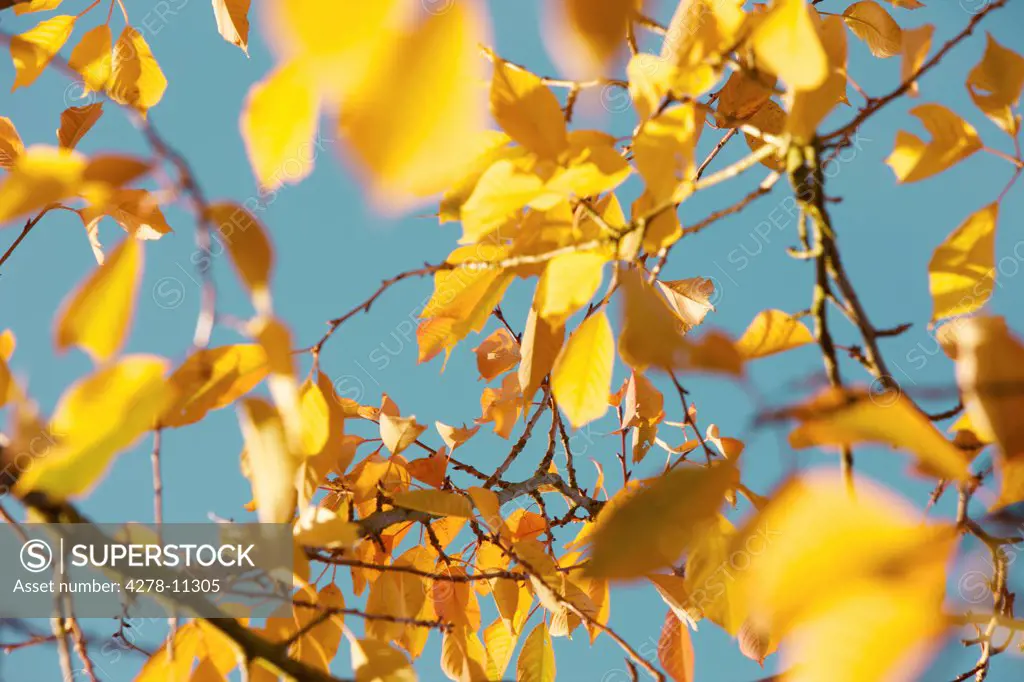 Tree Branches with Autumn Yellow Leaves against Blue Sky