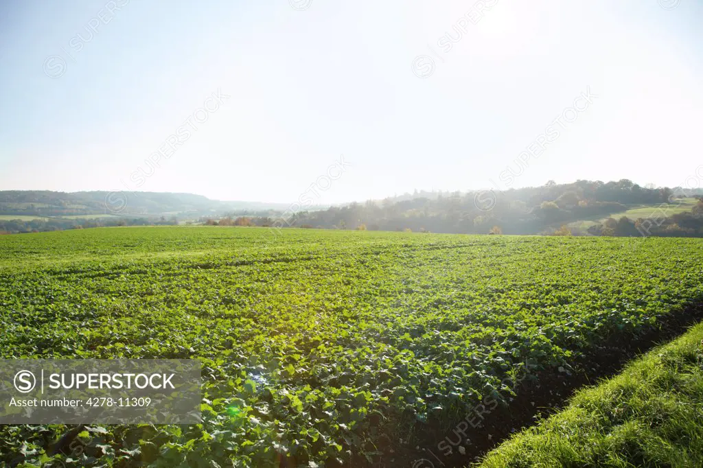 Agricultural Field overlooking the Darenth Valley, Kent, UK