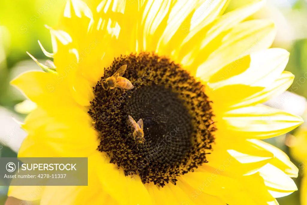 Bees Gathering Pollen on a Sunflower