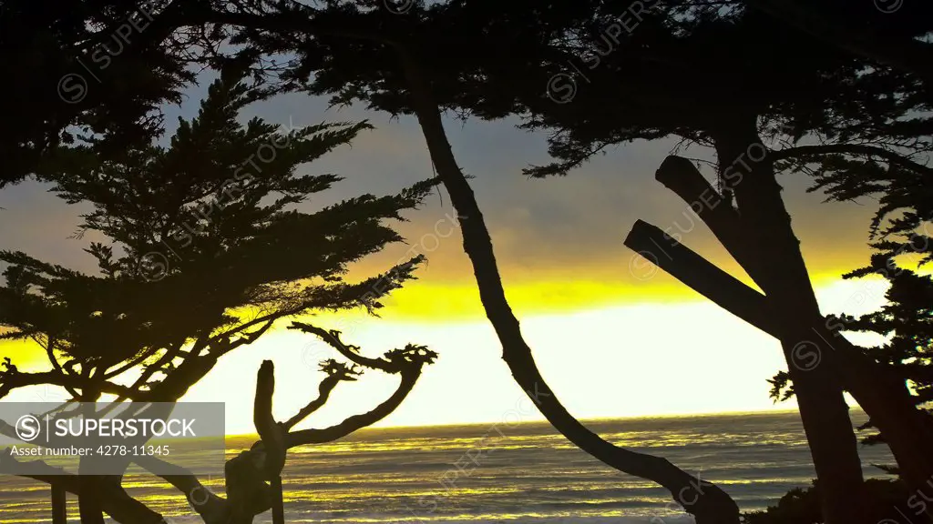 Cypress Trees and Sunset over Pacific Ocean