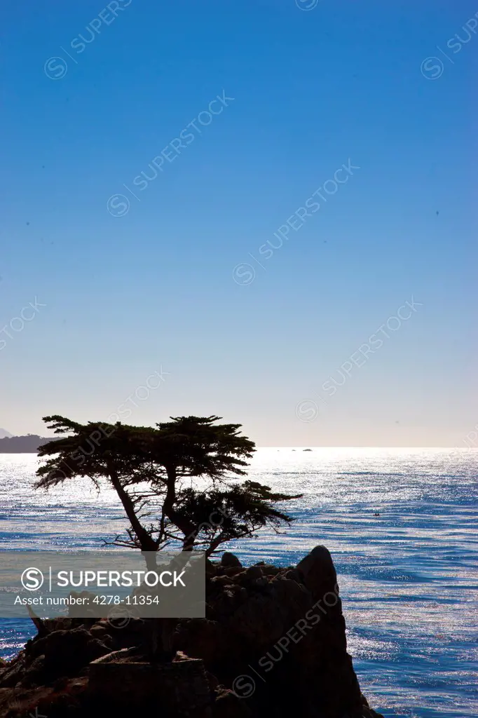 Lone Cypress, 17 Mile Drive, Monterey Peninsula, California, USA
