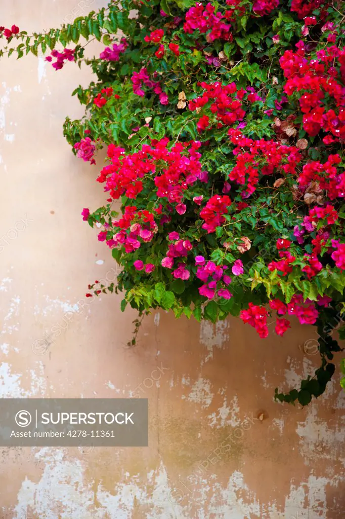 Red and Pink Bougainvillea on Outside Wall