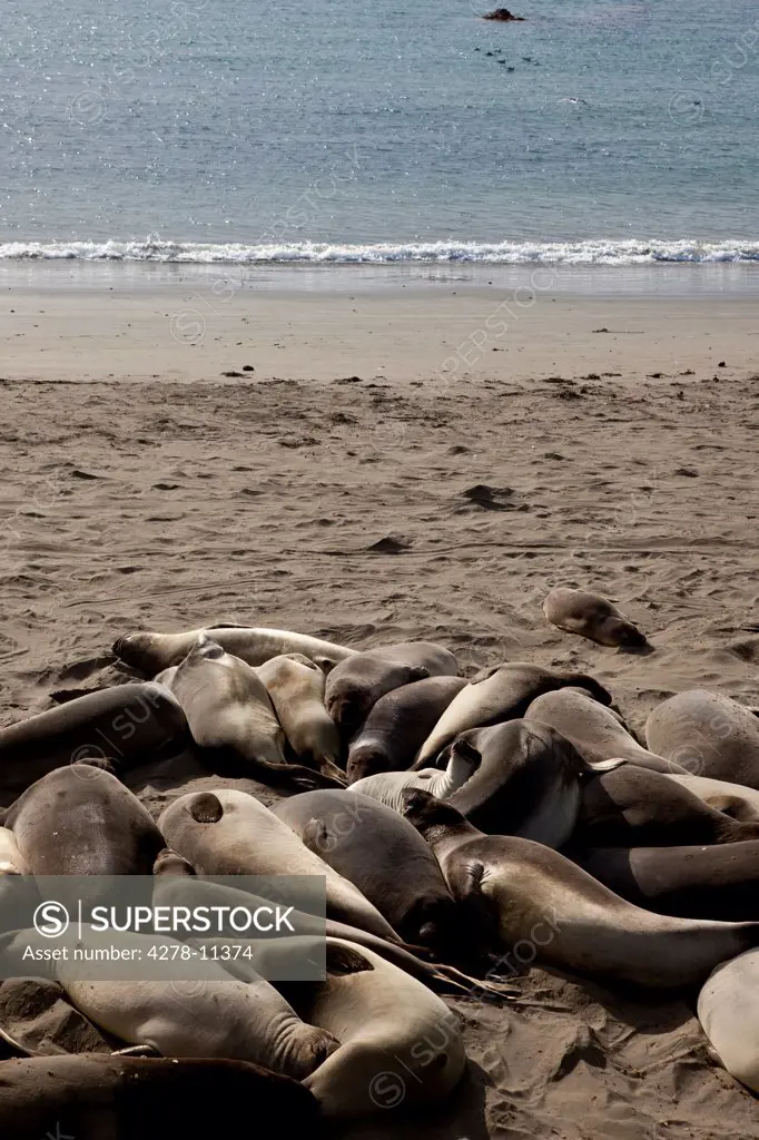 Group of California Sea Lions Basking on Beach