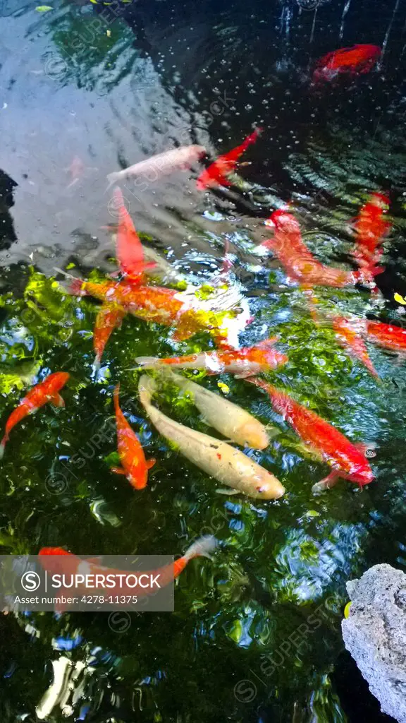 Red and Yellow Goldfish Swimming in Pond