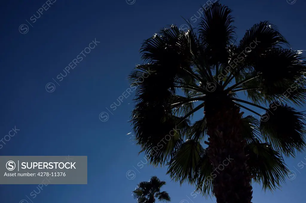 Palm Tree against Blue Sky
