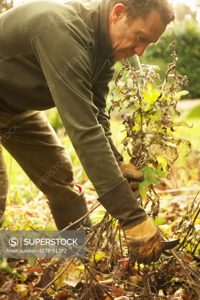 Gardener Removing Weeds