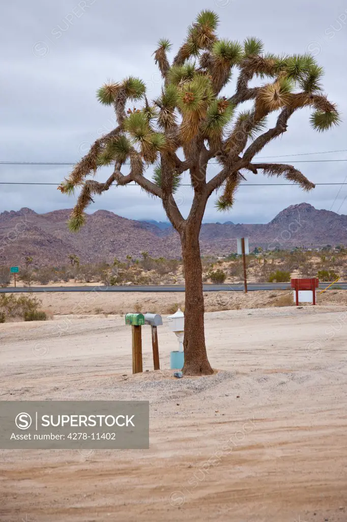 Joshua Tree and Mailboxes