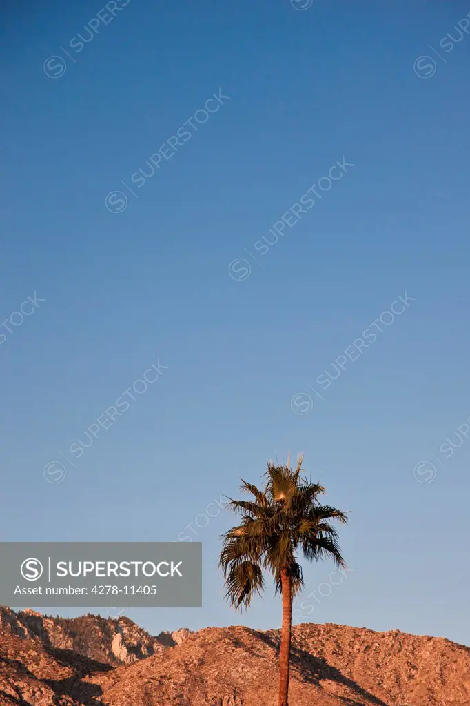 Palm Tree and Desert Mountains, Palm Springs, California, USA