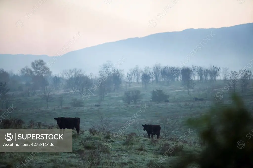 Cows Grazing in Misty Field