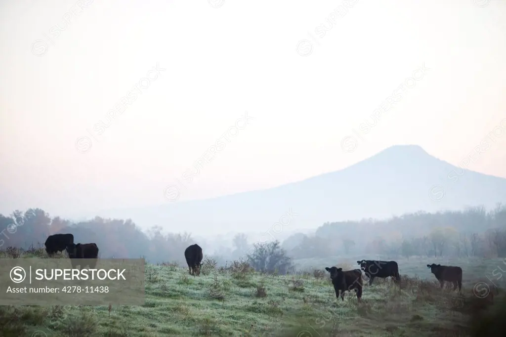 Cows Grazing in Misty Field